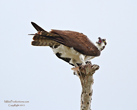 Osprey
