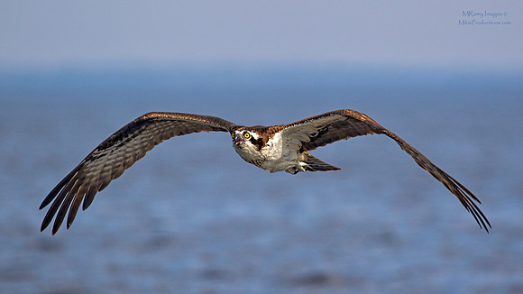 Osprey, St Johns River Florida, Ocala National Forest