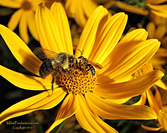 Bumble Bee and Wasp