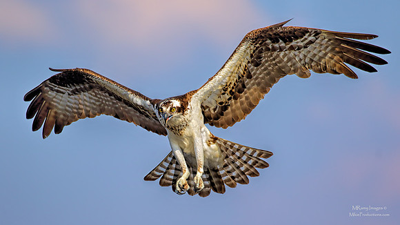 Osprey, St Johns River Florida, Ocala National Forest