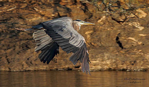 Great Blue Heron