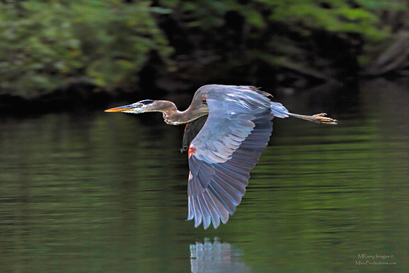 Great Blue Heron