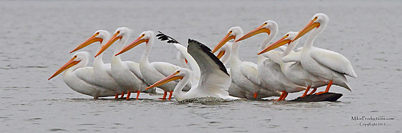 Pelicans
