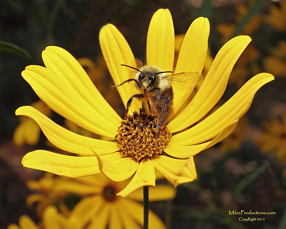 Bumble Bee, Wild Flower