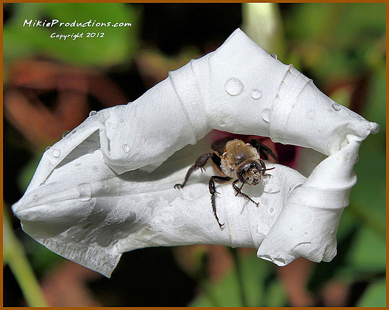 Bumble Bee