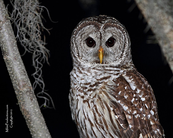 Barred Owl