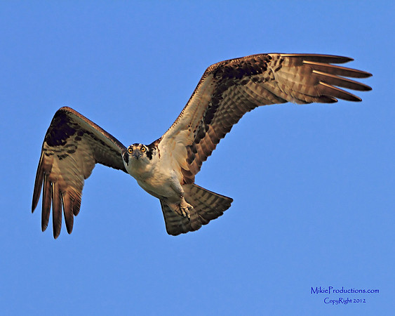Osprey