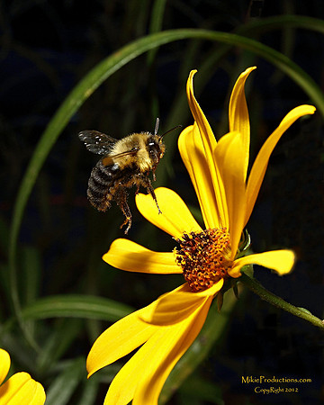 Bumble Bee