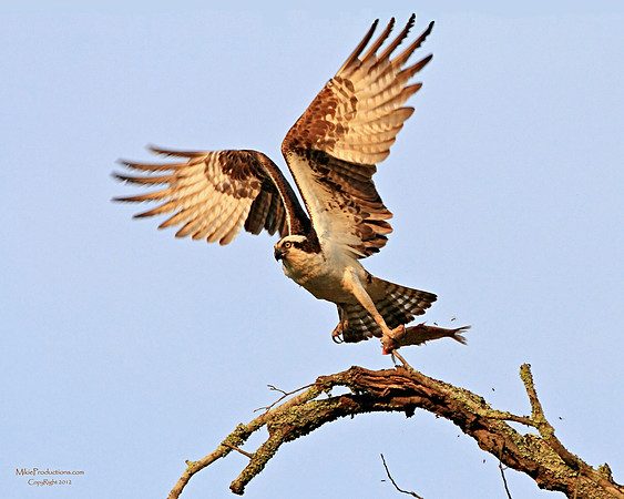 Osprey