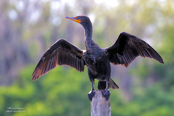 Cormorant