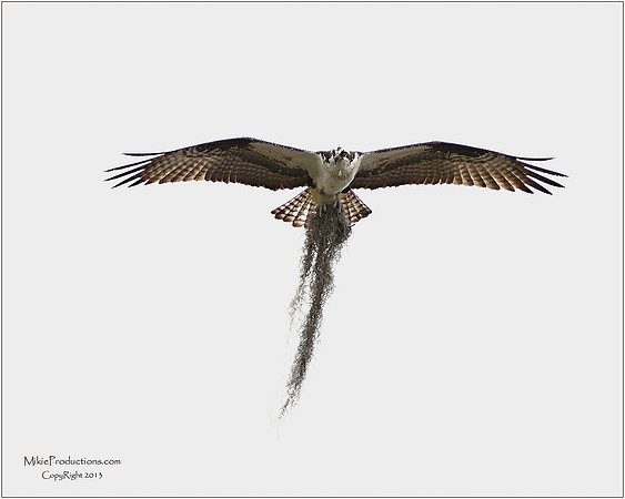 Osprey