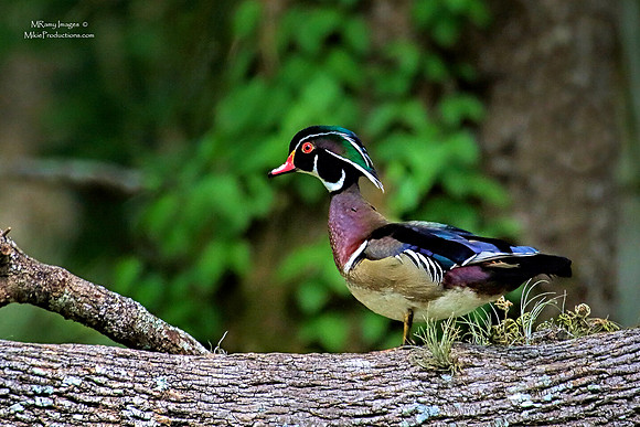 Wood Duck
