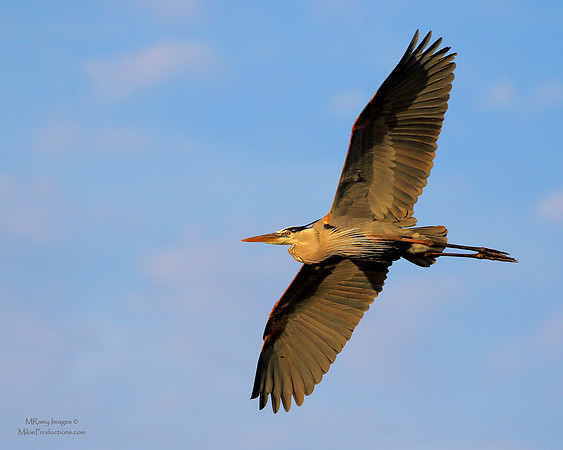 Great Blue Heron
