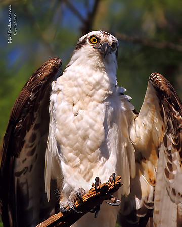 Osprey