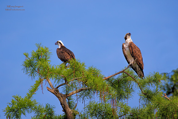 Osprey, St Johns River Florida, Ocala National Forest