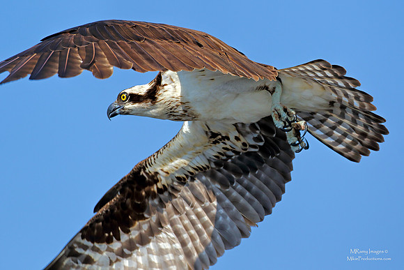 Osprey, St Johns River Florida, Ocala National Forest