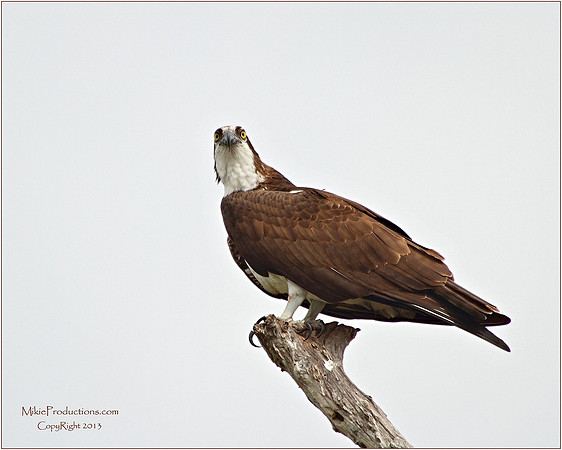 Osprey