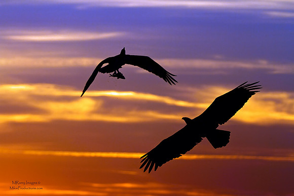 Eagle and Osprey Photo Art
