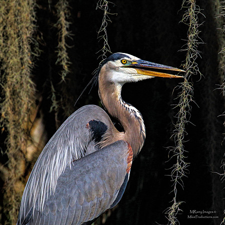 Great Blue Heron