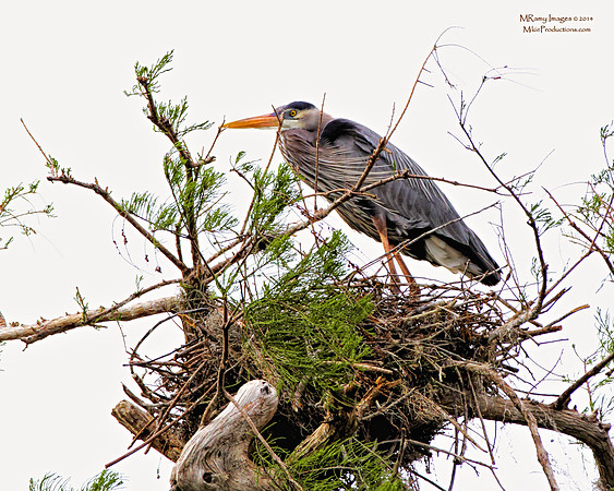 Great Blue Heron