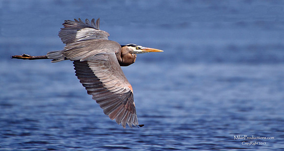 Great Blue Heron