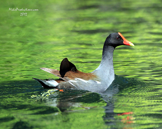 Florida Gallinule Coot