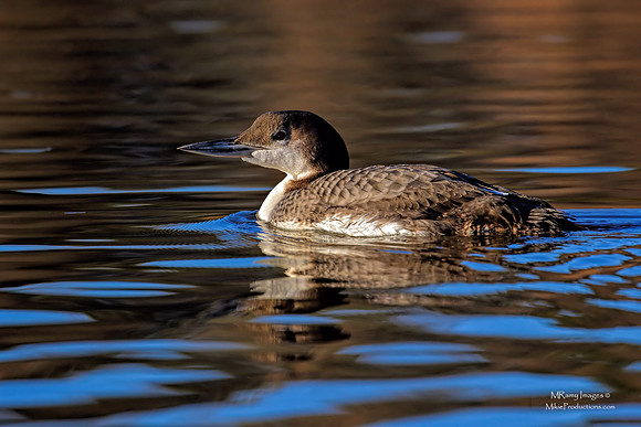 Loon