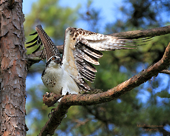 Osprey