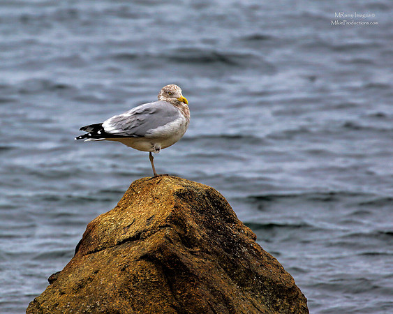 Snow Gull