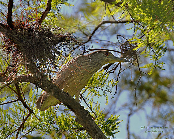 American Bittern