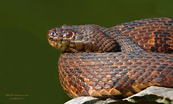 Florida Brown Snake