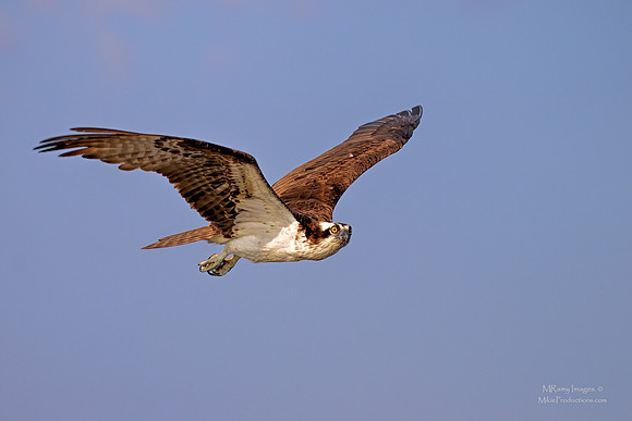 Osprey, St Johns River Florida, Ocala National Forest