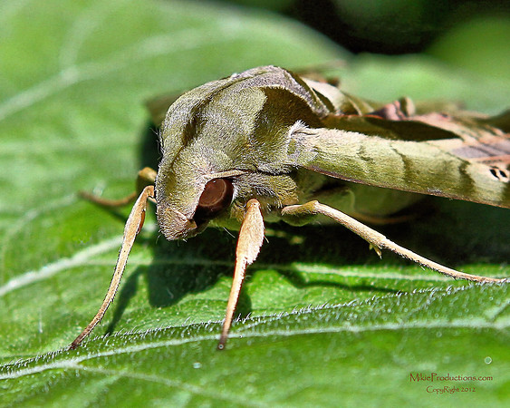 Goliath Moth
