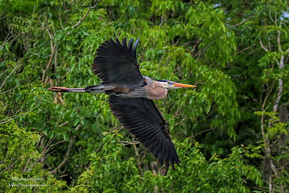 Great Blue Heron