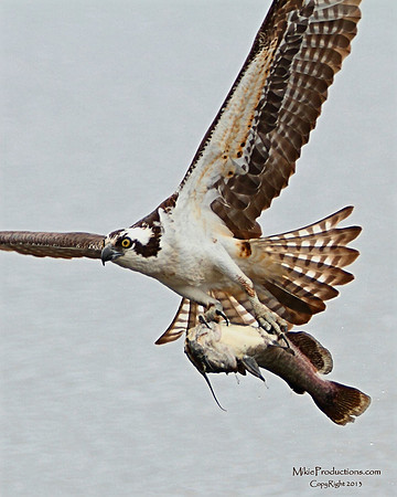 Osprey
