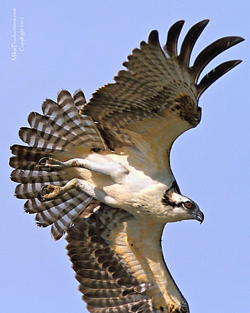 Diving Osprey