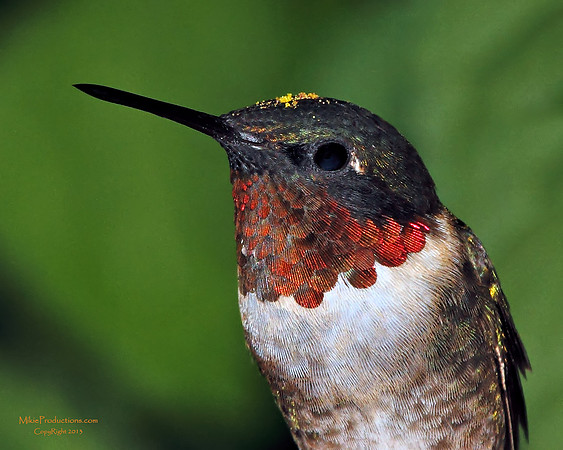 Hummingbird