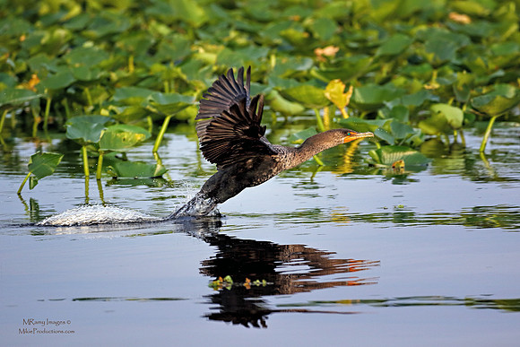 Cormorant