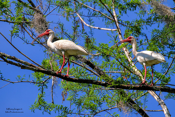 Ibis