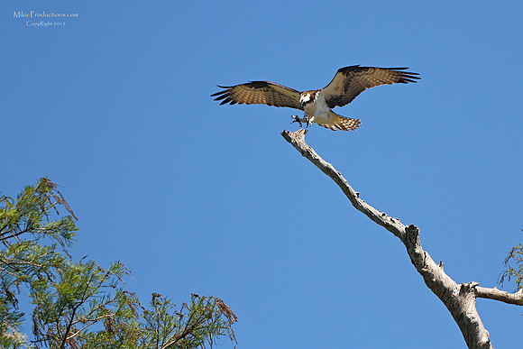 Osprey