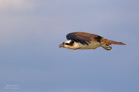 Osprey, St Johns River Florida, Ocala National Forest