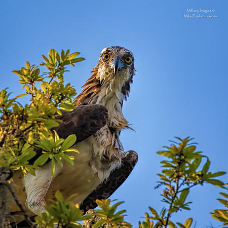 Osprey, St Johns River Florida, Ocala National Forest