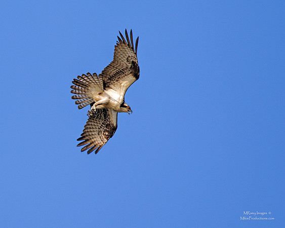Osprey, St Johns River Florida, Ocala National Forest