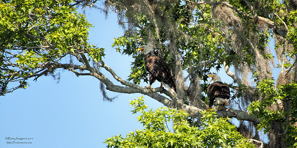 Bald Eagles