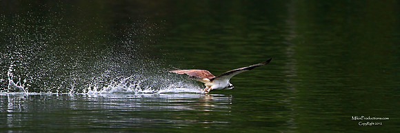 Osprey