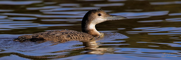 Loon