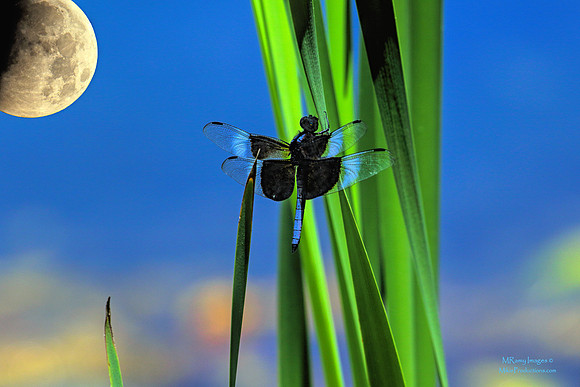 Dragonfly