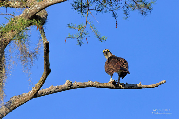 Osprey, St Johns River Florida, Ocala National Forest