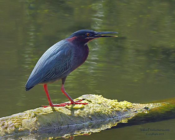 Green Heron
