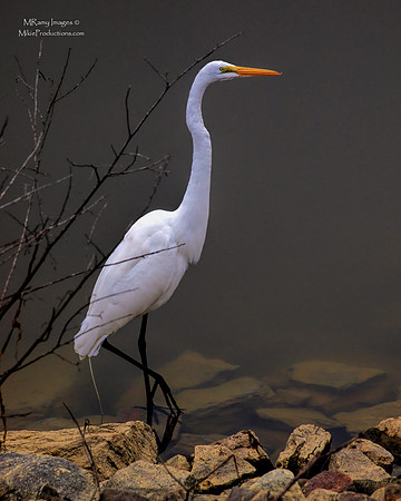 Egret